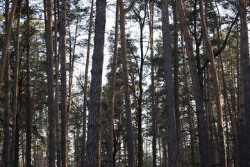 Pine trees in a forest.