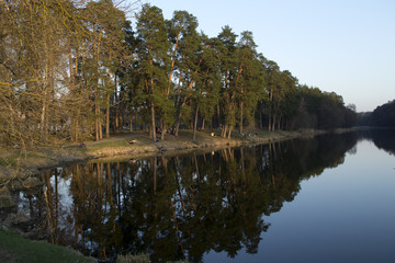 Fototapeta na wymiar Landscape of pine forest at spring evening.
