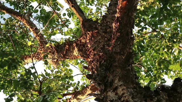 Bizarre monster tree with peeling flaky bark. Pterocarpus macrocarpus also known as Burma padauk.
