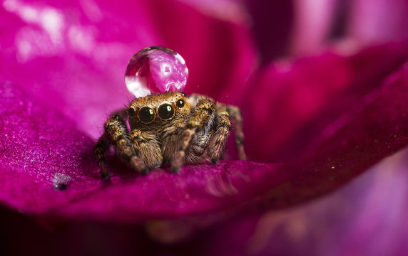 Close up shot of jumping spider