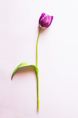 One purple tulip on a purple background. Lifestyle minimalism photo. Top view, flat lay