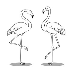 Pink flamingo bird coloring book vector