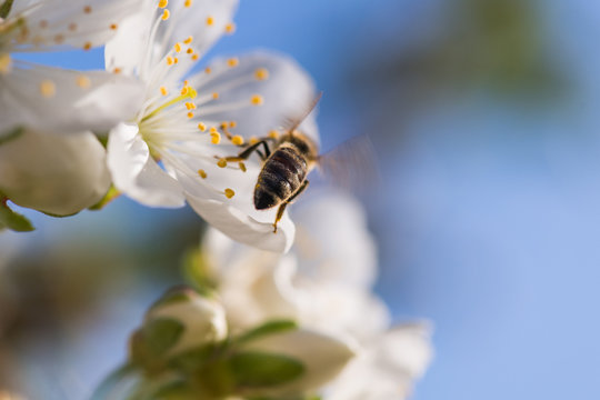 Bee on a gentle white flowers of cherry tree - prunus cerasus