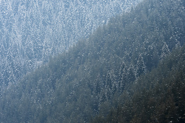 Neighbors from another land