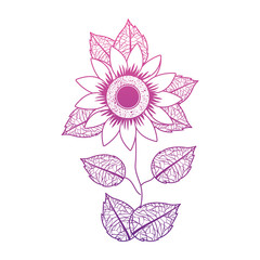 cute sunflower flower with leafs decorative