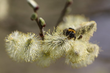 Detailaufnahme von jungen Weidenkätzchen, auf denen eine Baumhummel Nektar sucht