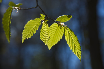 Hainbuche (Carpinus betulus)