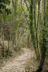 forrest path