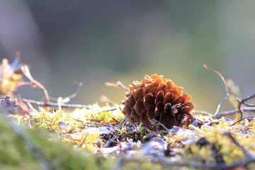 Fir's cone laying in finnish forest