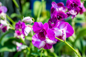 Orchid flower in tropical garden.Phalaenopsis Orchid flower growing on Tenerife,Canary Islands.Orchids.Floral background