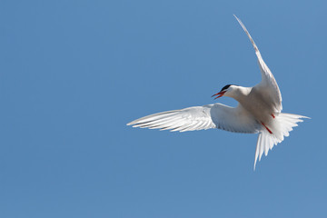 Tern hover on the sky