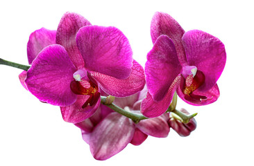 Fototapeta na wymiar Beautiful branch of pink orchids isolated on a white background