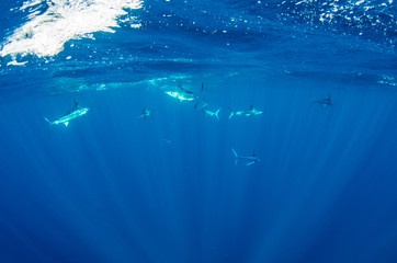 Fototapeta na wymiar Striped marlin off the mexican coast