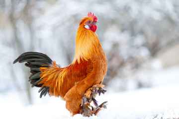 Rooster pose in snow