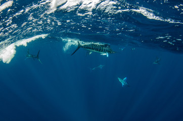 Fototapeta premium Striped marlin off the mexican coast