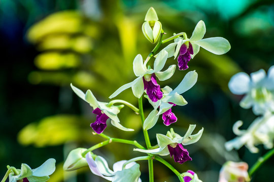 Orchid flower in tropical garden.Phalaenopsis Orchid flower growing on Tenerife,Canary Islands.Orchids.Floral background