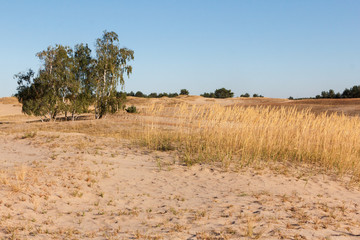Fototapeta na wymiar Desert landscape with dead plants in sand dunes under sunny sky.