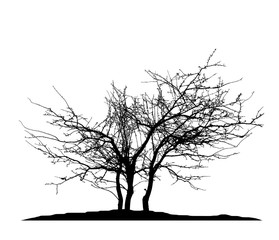 Realistic tree silhouette (Vector illustration).Ai10