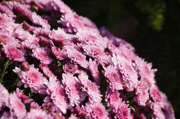 Chrysanthemum flowers