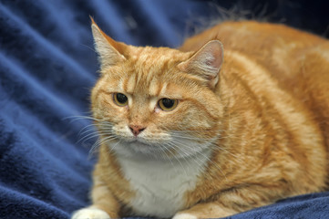 thick red cat on a blue background