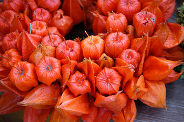 orange flowers
