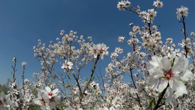 Almond tree in bloom against the background of blue sky. Shooting video with a crane operator