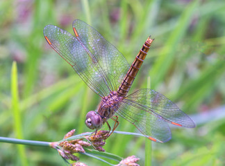 dragonfly macro  in the nature 