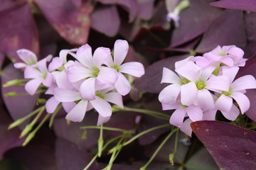 Purple Shamrock flowers close up, Purple leaves in the background