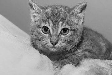 ADORABLE KITTENS IN BLACK AND WHITE