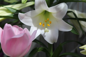 Easter Lily and pink Tulip close uo