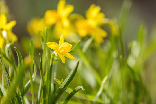 Yellow blooming daffodil. Sunny day.