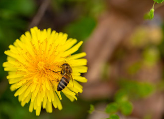 Art spring flower background with bee 1