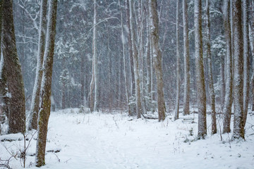 Snowstorm in the winter forest
