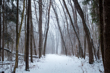 Snowstorm in the winter forest
