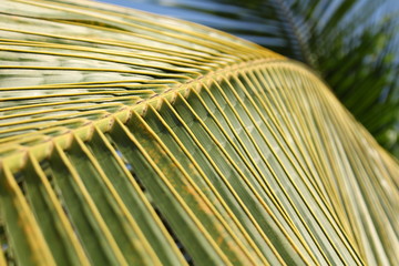 Coconut's leaf detail