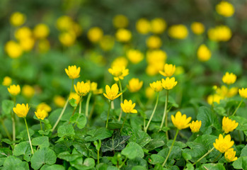 Beautiful small yellow field flowers