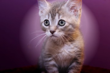 Fototapeta premium CUTE GRAY TABBY KITTEN