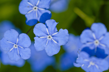 Gedenkemein,Omphalodes verna,