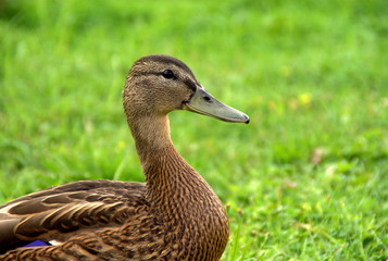 Mallard