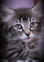 ADORABLE MAIN COON KITTEN
