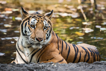 Close up tiger.