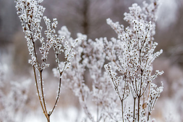 Dry grass on the field in the snow in winter
