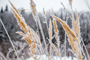 Dry grass on the field in the snow in winter
