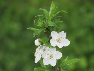 plum tree and blossom