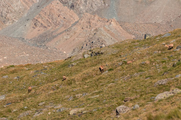 Camosci (Rupicapra rupicapra) in Valnontey, nel Parco Nazionale del Gran Paradiso