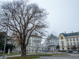 Fototapeta na wymiar big tree cityscape in winter season , Vienna Austria