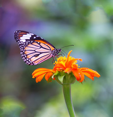 butterfly  and orange flower