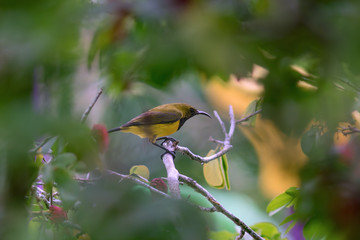 Olive-Backed Sunbird