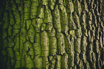 Tree Close-up of tree surface with shallow depth of field and faded look