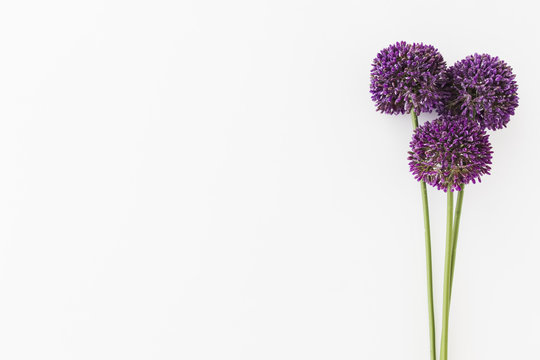 Purple Allium isolated on white background with human hand